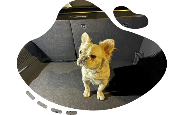 Dog in car