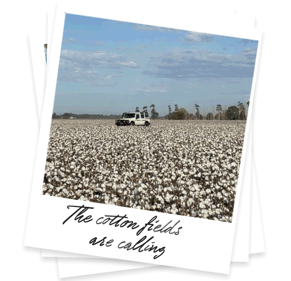 Cotton fields